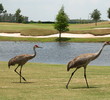 Eagle Creek Golf Club, Orlando, Florida