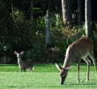 There is an abundance of wildlife at Osprey Ridge, like these deer. 