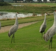 Sand Hill Cranes are abundant at ChampionsGate Golf Club in Orlando, Fla.