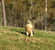 Sometimes the gallery at Grand Cypress Resort's New Course reminds you where you are - Florida, not Scotland - as this hawk does.