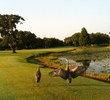Two Florida Sandhill Cranes walk the fairways on the El Campeon golf course at Mission Inn.