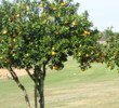Citrus trees grow along many fairways at Highlands Reserve in Lakeland.