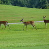 Harmony Golf Preserve: Wildlife