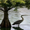 Lake Eola Park